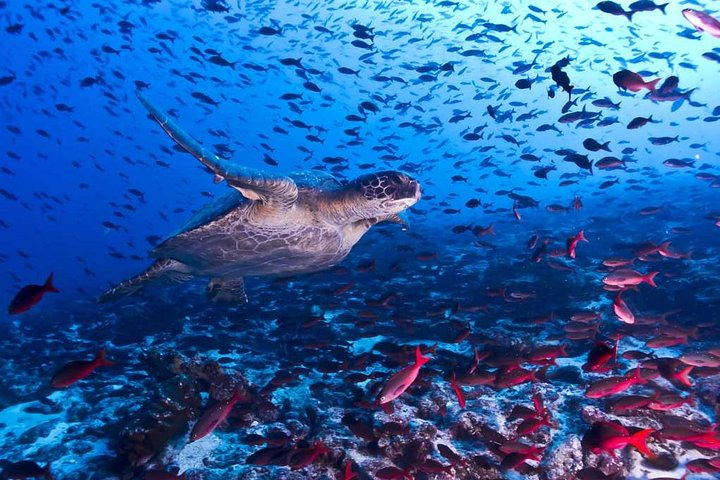 Snorkeling